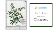 Herb of the Month: Cleavers