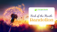 Herb of the Month: Dandelion