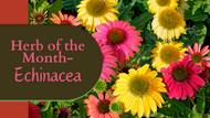 Herb of the Month: Echinacea