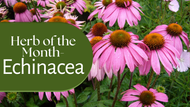 Herb of the Month: Echinacea