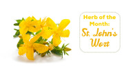 Herb of the Month: St John's Wort