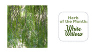 Herb of the Month: White Willow