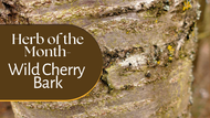Herb of the Month: Wild Cherry Bark