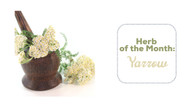 Herb of the Month: Yarrow