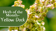 Herb of the Month: Yellow Dock