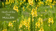 Herb of the Day: Mullein