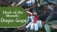 Herb of the Month:  Oregon Grape Root
