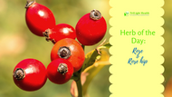 Herb of the Day- Rose & Rose Hips