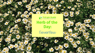 Herb of the Day: Feverfew