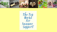 The Top Herbs for Immune Support