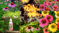 September Product of the Month: Triple Echinacea & Goldenseal