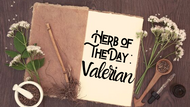 Herb of the Day: Valerian