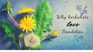 Why dandelion is so great it gets its own day!