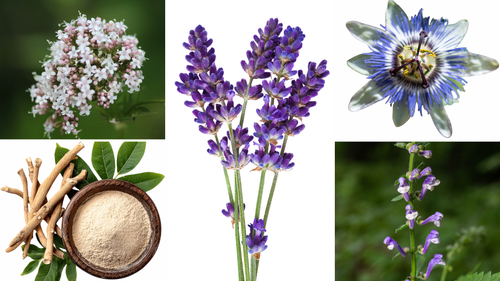 The Top 5 Calming Herbs for Stress Relief