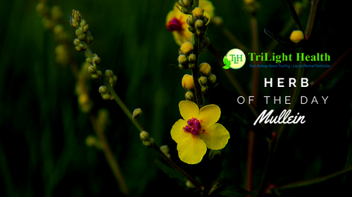 Herb of the Day: Mullein