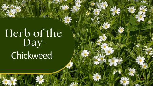 Herb of the Day: Chickweed