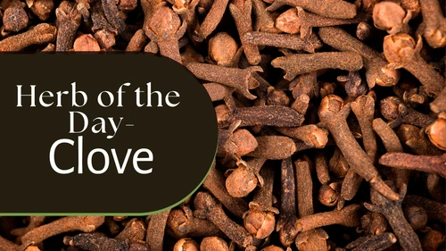 Herb of the Day: Cloves