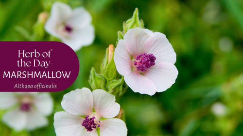 Herb of the Day: Marshmallow