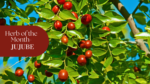 Herb of the Month: Jujube