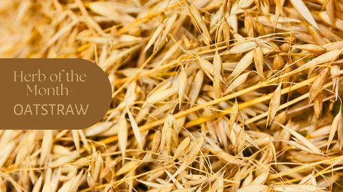 Herb of the Day: Oatstraw | Oatstraw Benefits & Uses 