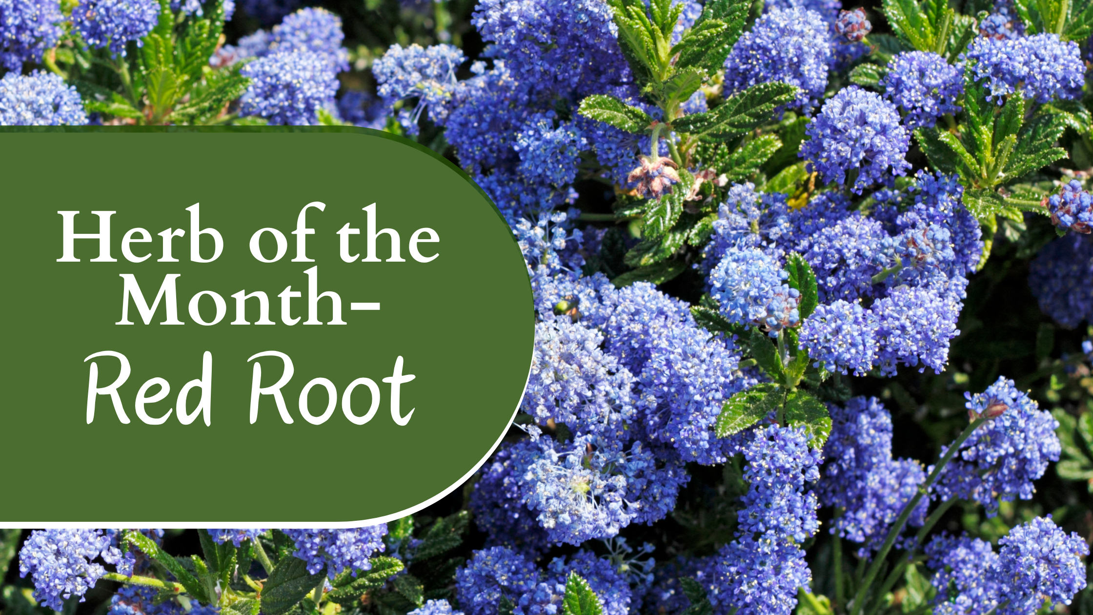 Herb of the Month: Red Root - TriLight Health