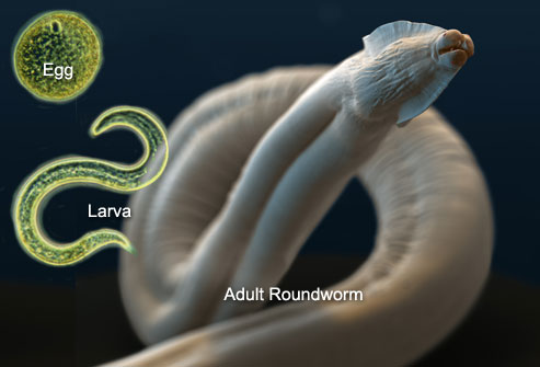 roundworm.jpg