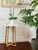 Square Bamboo Tall Plant Table | White