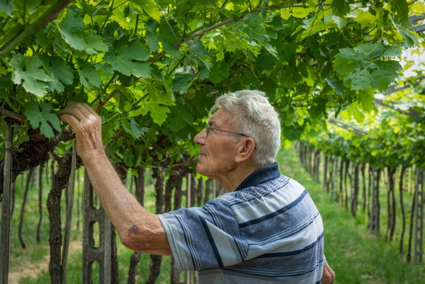 How Italy's Ancient Grapes Shaped a World of Wine