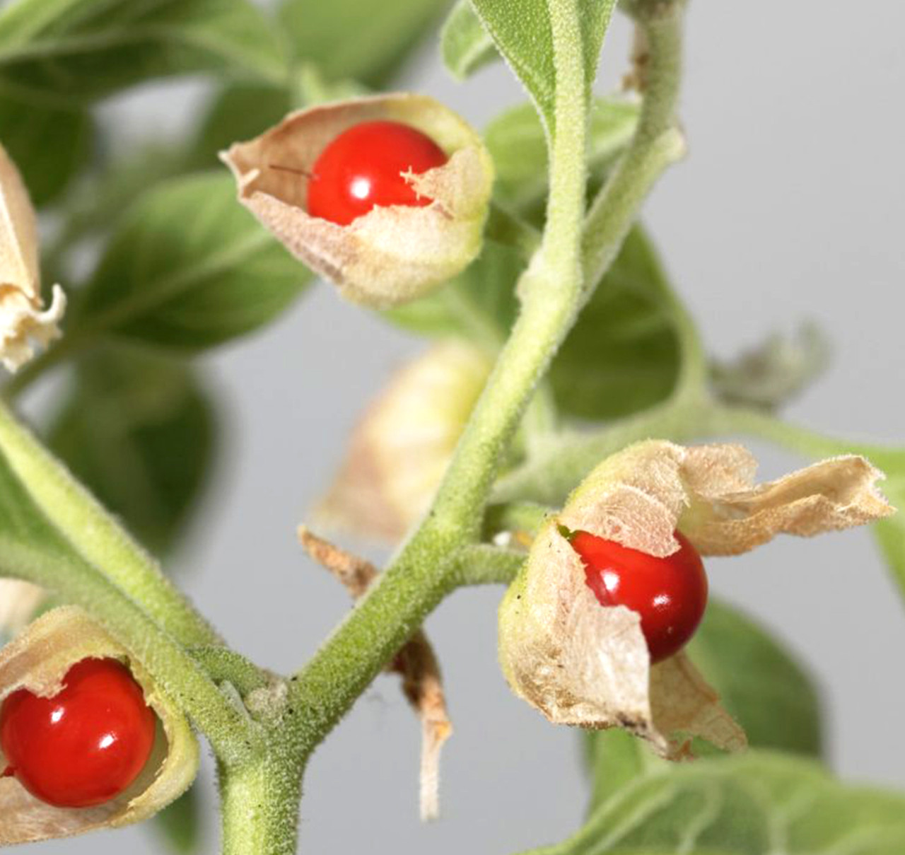 Moisturize Ashwagandha, Vitamin C, and Niacinimide