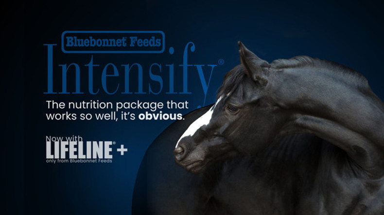 Intensify Updates: Expect More From Your Horse Feed