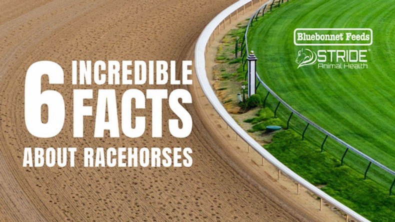 6 Incredible Facts About Racehorses