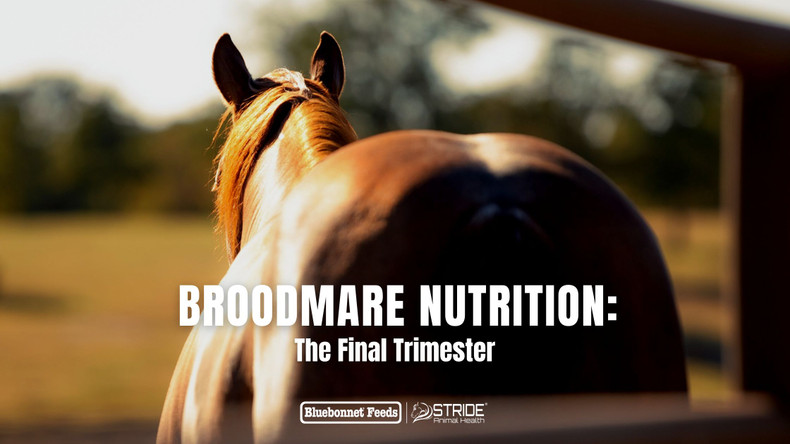 Broodmare Nutrition: The Final Trimester