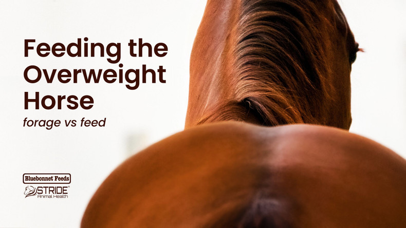 Feeding the Overweight Horse: Forage vs Feed