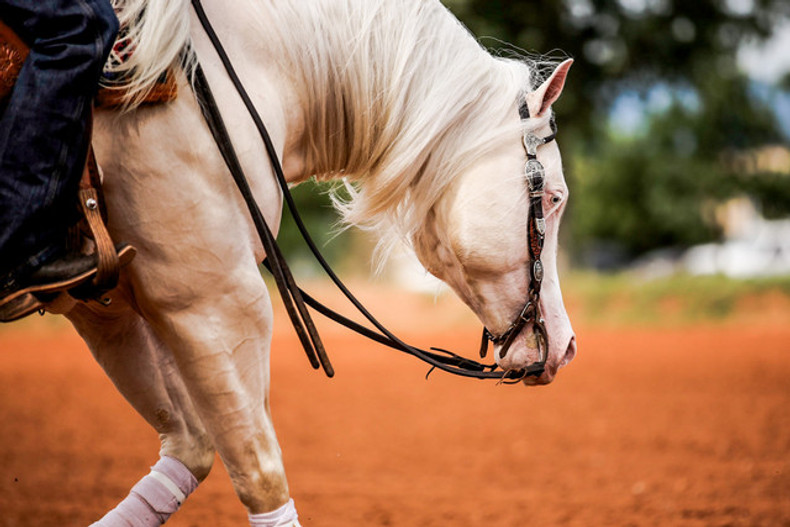 Achieving Optimal GI Health in Performance Horses