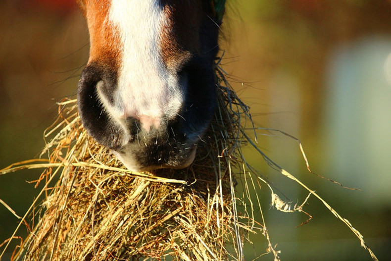 Hay Quality Determined by Time of Harvest