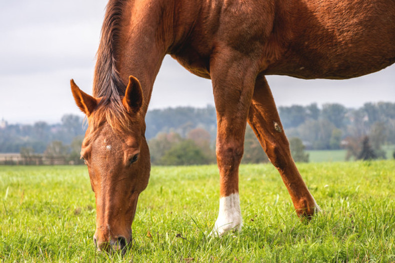 Feeding the Metabolic Horse