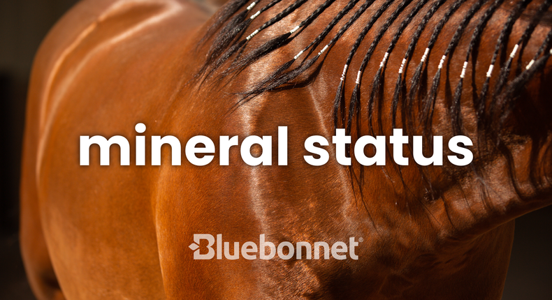 Mineral Status