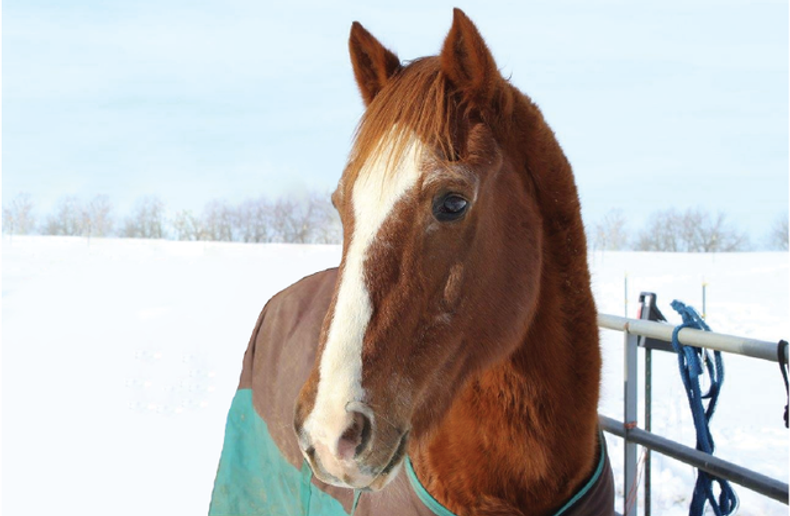 Senior Horse Nutrition