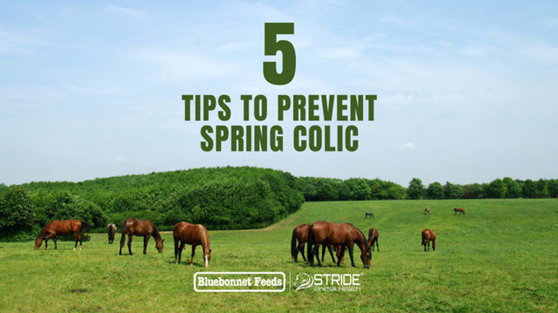 5 Tips to Prevent Spring Colic