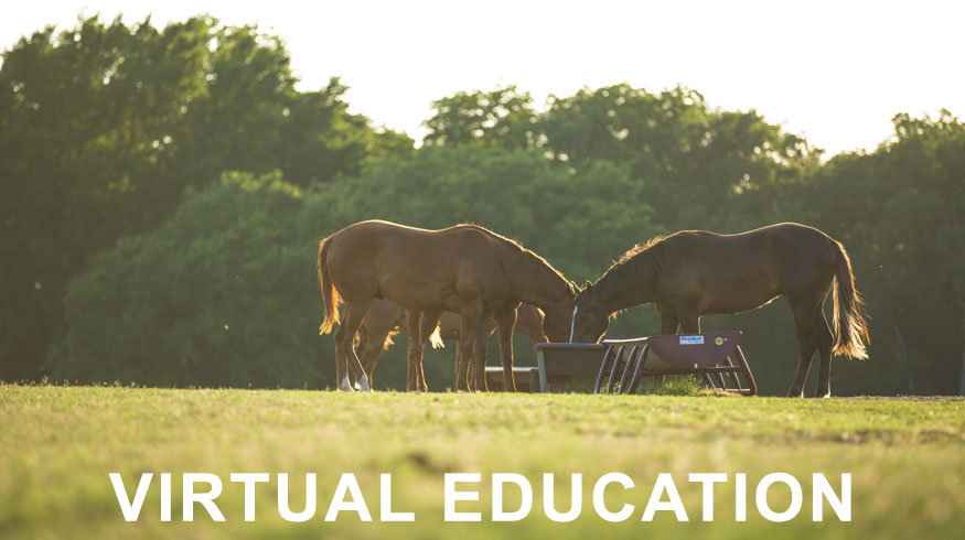 virtual-education-horses-feeding.jpg