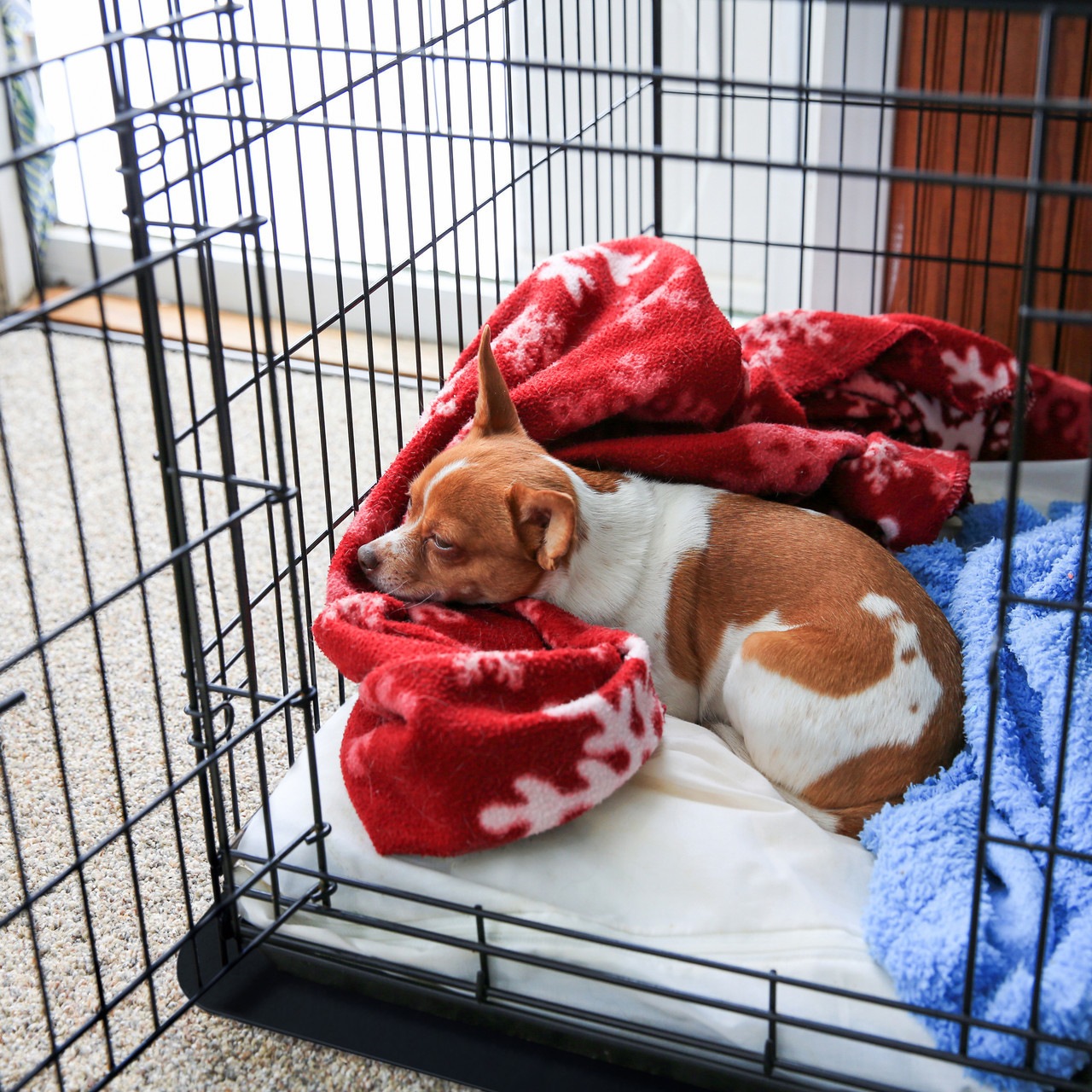 P-Tex Dog Crate Hard Floor Protection Mat, Clear Polycarbonate, Rectangular