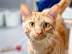 Spay or Neuter Certificate for Cats