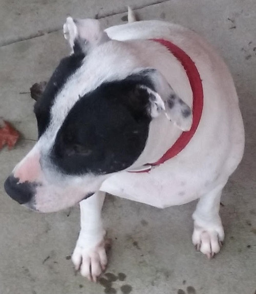 Spay Neuter Certificate for dogs