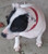 Spay Neuter Certificate for dogs