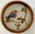 Autumn Morn / Female Eastern Bluebird - Giclee' 6,7/50