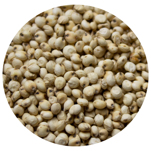 PureLiving Sprouted Organic Millet Grain Non-GMO - Togo