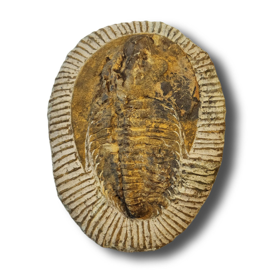 Trilobite Fossil Specimen 31.6oz