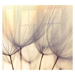 Dandelion Floret Hob Splashback, close-up image of delicate dandelion seed heads with fine, transparent filaments and soft, neutral background.