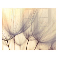 Dandelion Floret Hob Splashback, a close-up of delicate, translucent dandelion seed heads with a soft, warm backlit glow.