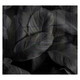 Feathers Hob Splashback (598 X 650 X 6mm) SB6065BF, image of dark feathered leaves with intricate texture and striped pattern.